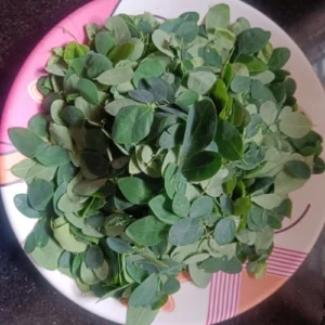 Moringa leaves
